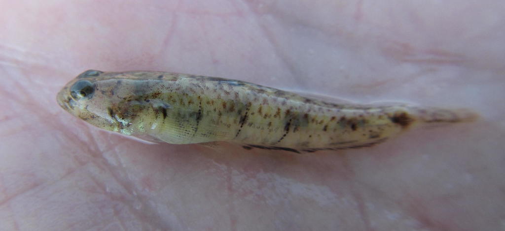 Sibayi Goby