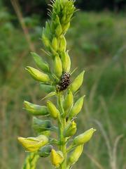 Oxythyrea testaceoguttata