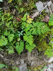 Aleuritopteris formosana