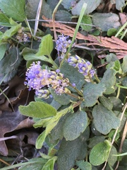 Ceanothus diversifolius