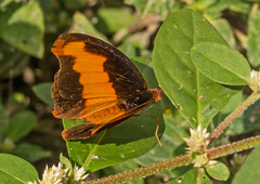 Catonephele nyctimus