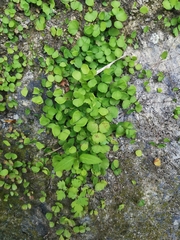 Adiantum capillus-junonis