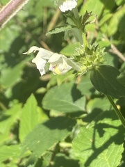 Galeopsis segetum