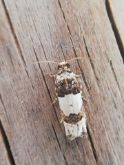 Epinotia thapsiana