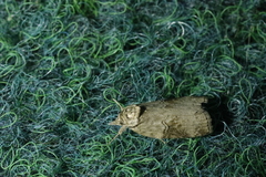 Nycteola asiatica