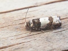 Epinotia thapsiana