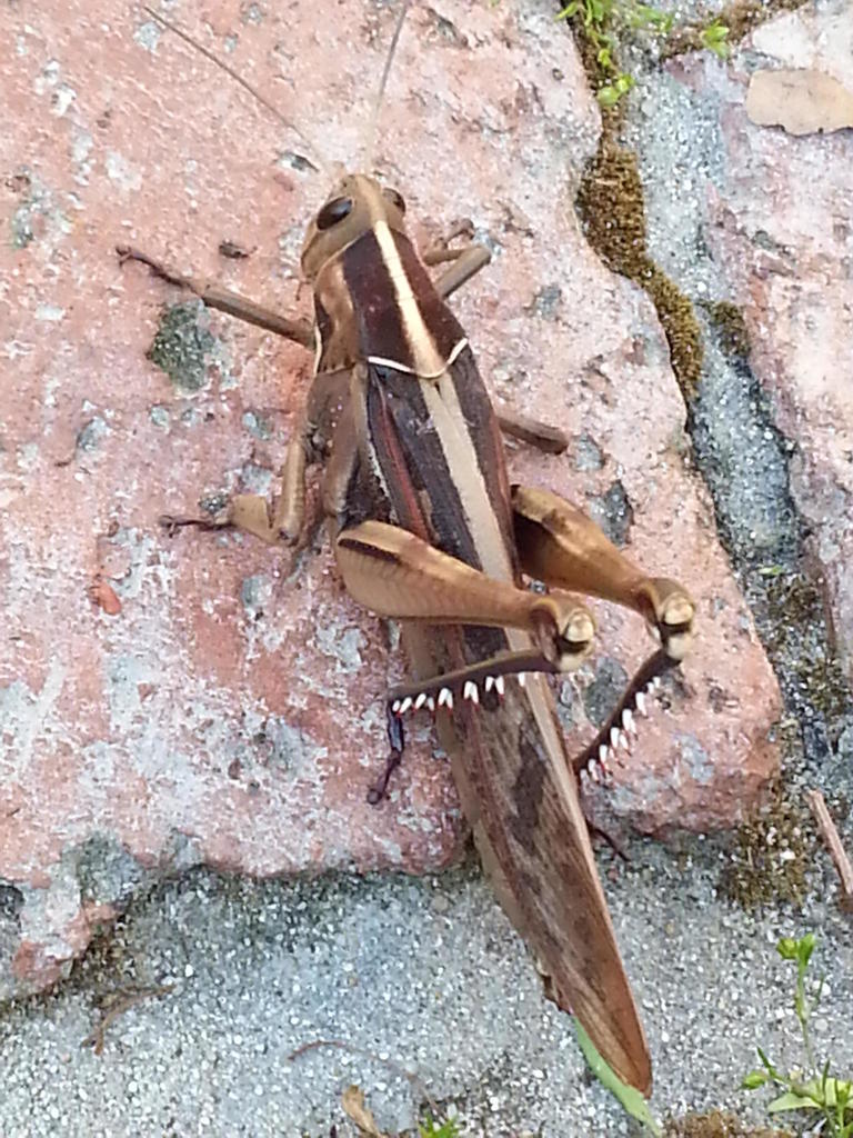 Tree Locusts