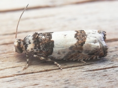 Epinotia thapsiana