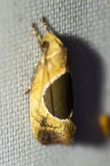 Hoplomorpha abalienella