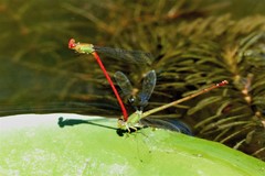 Ceriagrion chaoi