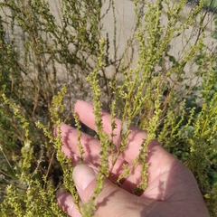Artemisia scoparia