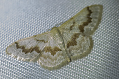 Idaea iodesma