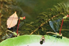 Ceriagrion chaoi