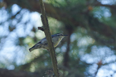 Sitta whiteheadi