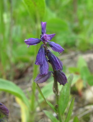 Polygala alpicola