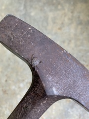 Amblyomma testudinarium