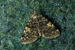 Idia calvaria