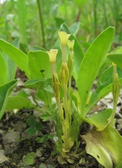 Gentiana aquatica
