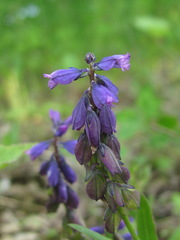 Polygala alpicola