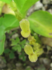 Gentiana aquatica