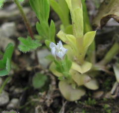 Gentiana aquatica