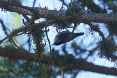 Sitta whiteheadi