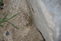 Fejervarya multistriata