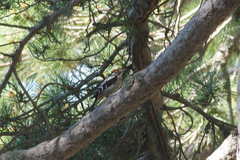 Dendrocopos major harterti