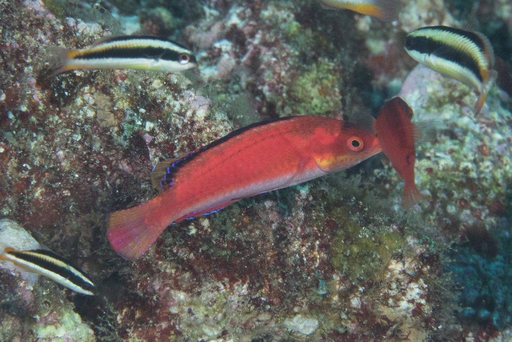 Conde's Fairy Wrasse