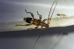 Coptocercus tricolor