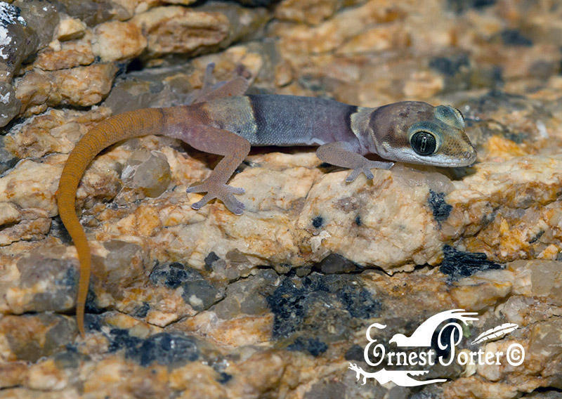 Two-Colored Thick-Toed Gecko