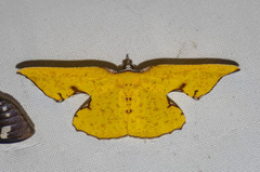 Corymica spatiosa