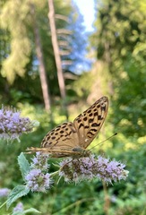 Argynnis paphia