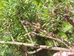 Psoralea vanberkelae