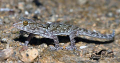 Chondrodactylus