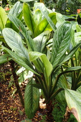 Aglaonema nitidum