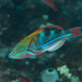 Fairy Wrasses - Photo (c) Mark Rosenstein, some rights reserved (CC BY-NC), uploaded by Mark Rosenstein