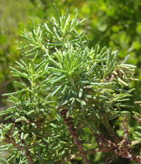 Psoralea vanberkelae