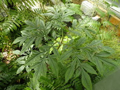 Amorphophallus ankarana