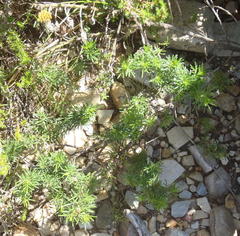 Psoralea vanberkelae