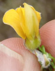 Aspalathus hirta hirta