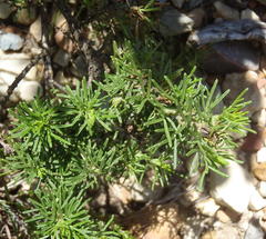 Psoralea vanberkelae