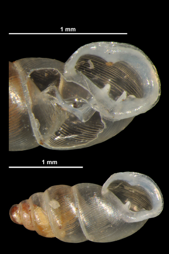 Dentate Thorn