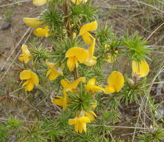 Aspalathus hirta hirta