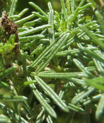 Psoralea vanberkelae