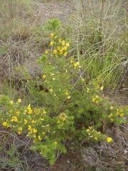 Aspalathus hirta hirta