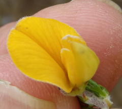 Aspalathus hirta hirta