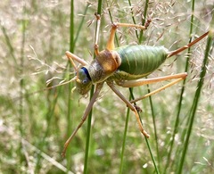 Ephippiger ephippiger