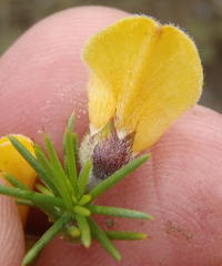 Aspalathus hirta hirta