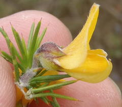 Aspalathus hirta hirta